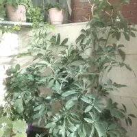 گل طبیعی شلفرا