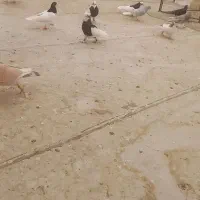 کبوتر پرشی نر|پرنده|شال, |دیوار