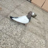 کفتر سینه نر