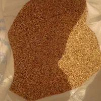 گندم حدود ۲تن