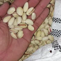 پسته احمد اقایی درجه یک|خوردنی و آشامیدنی|مرودشت, گندم‎|دیوار