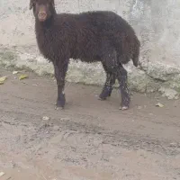 قوچ|حیوانات مزرعه|علی‌آباد کتول, |دیوار