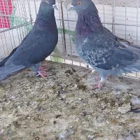کبوتر پرشی|پرنده|سیرجان, |دیوار