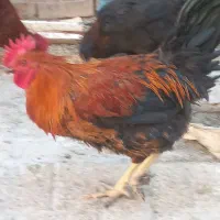 خروس جوان