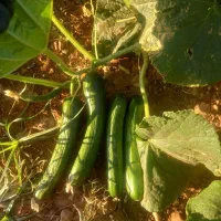 انجام آلا خیار چینی کدو چینی و لوبیا سبز