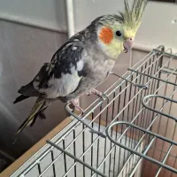 عروس هلندی ماده|پرنده|حمیدیا, |دیوار