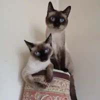 نر مولد سیامی اصیل و کاملا خالص