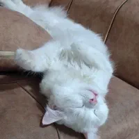 گربه پرشین ماده