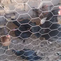 مرغ گلین و جوجه و بوقلمون|حیوانات مزرعه|رفسنجان, |دیوار