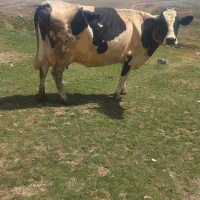 گاو شیری ابستن