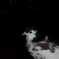 ساده خال دم افشون هفرنگ ماده