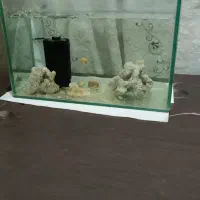 آکواریوم ریملس کوچک