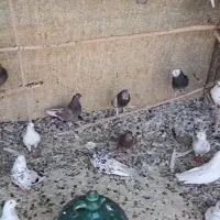 صدتا کفتر یه جایی قابل ارسال|پرنده|تهران, هاشم‌آباد|دیوار
