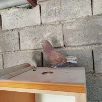 کفتر معاوضه با گره