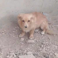 سگ پاپی|سگ|خمینی‌شهر, |دیوار