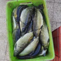 خرید