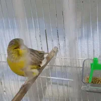 قناری گلاستر اورجینال.|پرنده|محمودآباد, |دیوار