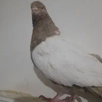 کبوتر سینه زرد|پرنده|نیمروز, |دیوار