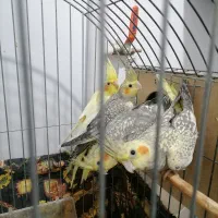 عروس هلندی