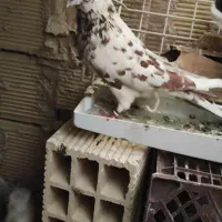 کبوتر|پرنده|بومهن, |دیوار