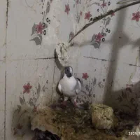 فروش 3عدد پلنگ کرمانی|پرنده|سراوان, |دیوار