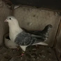 کفتر ساده مگسی|پرنده|مشهد, امیرآباد|دیوار