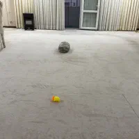 پالاز|موکت|اهواز, کوی باهنر|دیوار