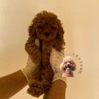 پودل توی اورجینال از مولدین وارداتی