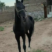 فروش چند راس اسب همه نژاد