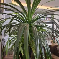 گل پاندانوس