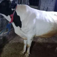 گاو نر   گوساله نر  دورگ