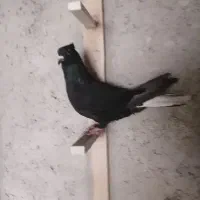 کبوتر بهبونی