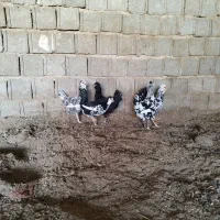 مرغ گلین