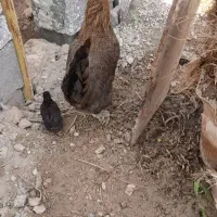 فروش مرغ محلی