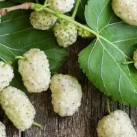 اجاره درخت توت