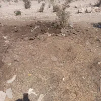 کود گوسفندی تمیز پودری