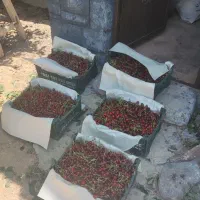 آلبالو محلی