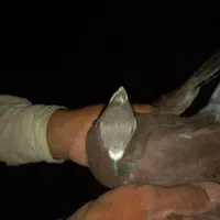 ۵ عدد کبوتر دمگیر|پرنده|اصفهان, ستار|دیوار
