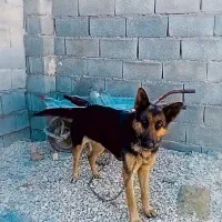 ژرمن ماده|سگ|اهواز, نادری|دیوار