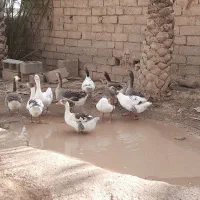 حیوان خانگی