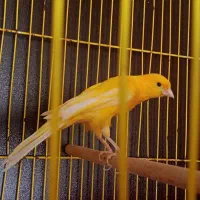 قناری نر بخون