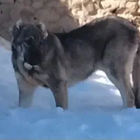 توله سرابی ۵ماهه ماده