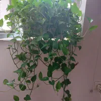 گل پیتوس پر حجم