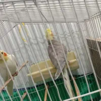 عروس هلندی|پرنده|نقده, |دیوار