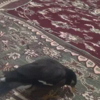 مرغ مینا کاملا دستی|پرنده|کرمان, |دیوار
