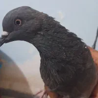 کبوتر سبز پرشی