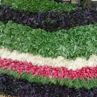 کارگر سبزی فروش