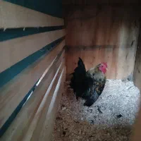 خروس مینیاتوری|حیوانات مزرعه|رباط‌کریم, شهرک صنعتی زواره‌ای|دیوار