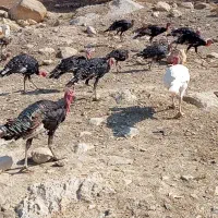 بوقلمون محلی اصل سرحال|حیوانات مزرعه|دهدشت, |دیوار