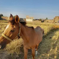 فروش مادیون|اسب و تجهیزات اسب‌سواری|سیلاخور, |دیوار